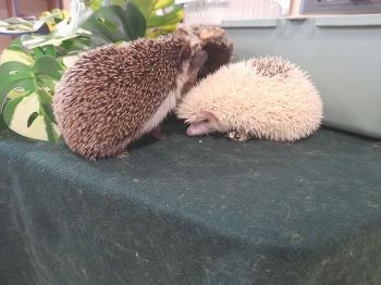 9213799f-573e-4a16-8ab4-5cb9aa7c8411